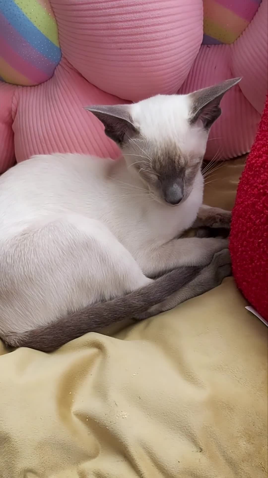 Oriental cats for sale: Full Pedigree Oriental 1 Kitten XL size ears GCCF in Biggleswade - Video 2
