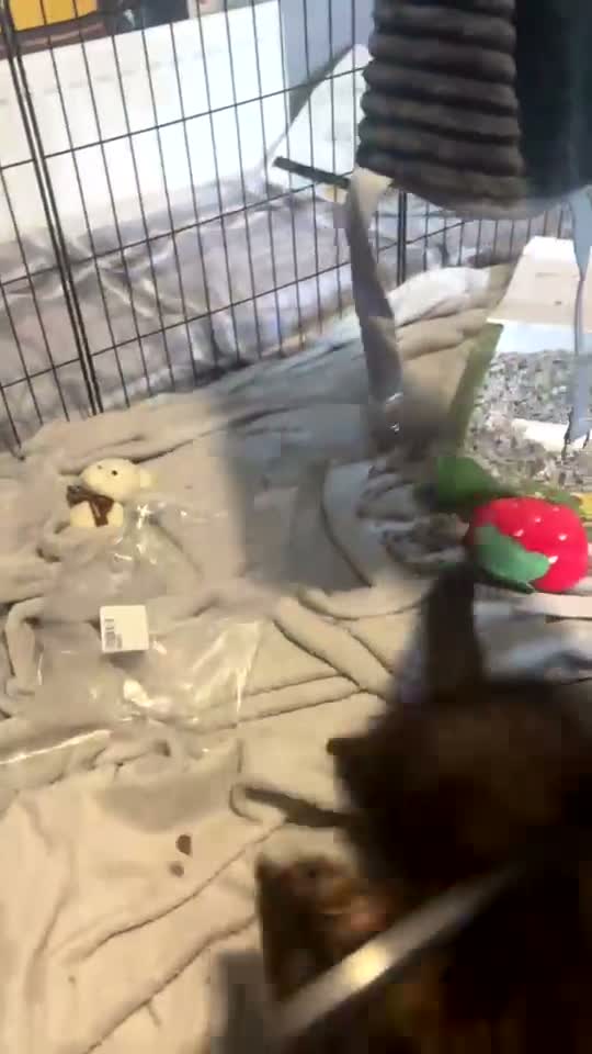 Ferret rodents for sale: 2 Male Part Angorra Hob Kits - Video 1