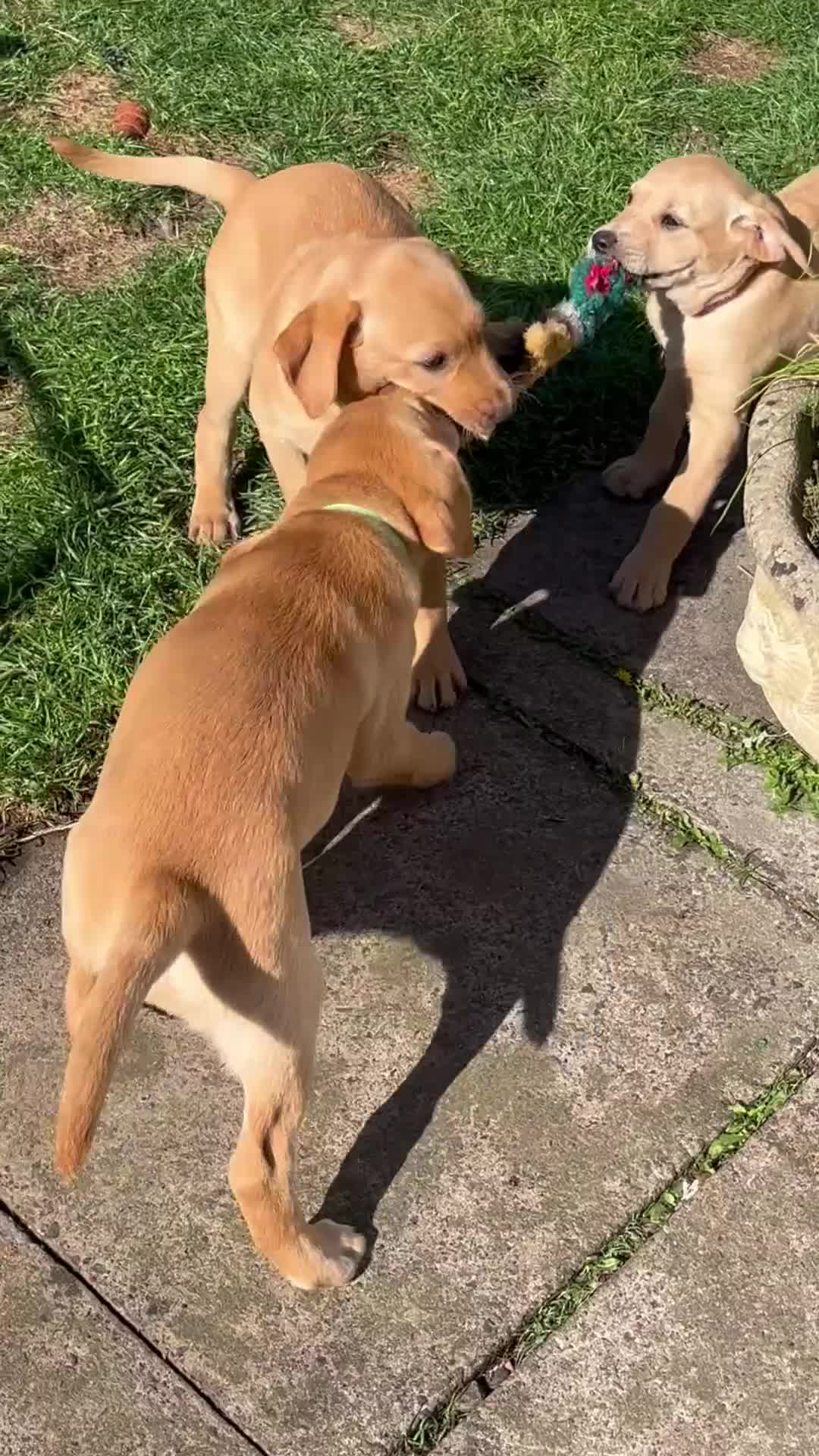 Labrador Retriever dogs for sale: Lovely Fox Red Labrador puppies - Video 1