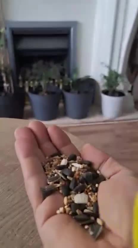 Conures birds for sale: Conure and Lovebird for Sale  - Video 1