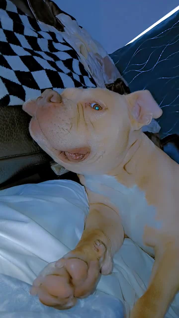 American Bully dogs for stud: Studding Tan Standard American Bully For Stud - Video 1