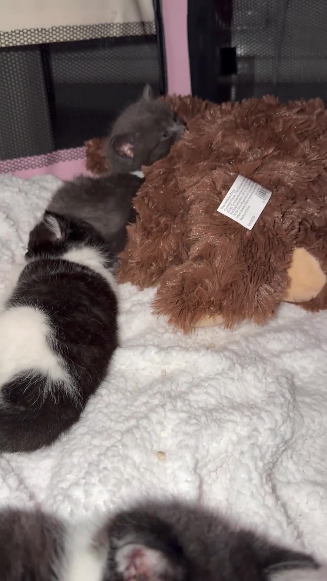 Mixed Breed cats for sale: Beautiful British Shorthair Mixed Kittens - Video 2