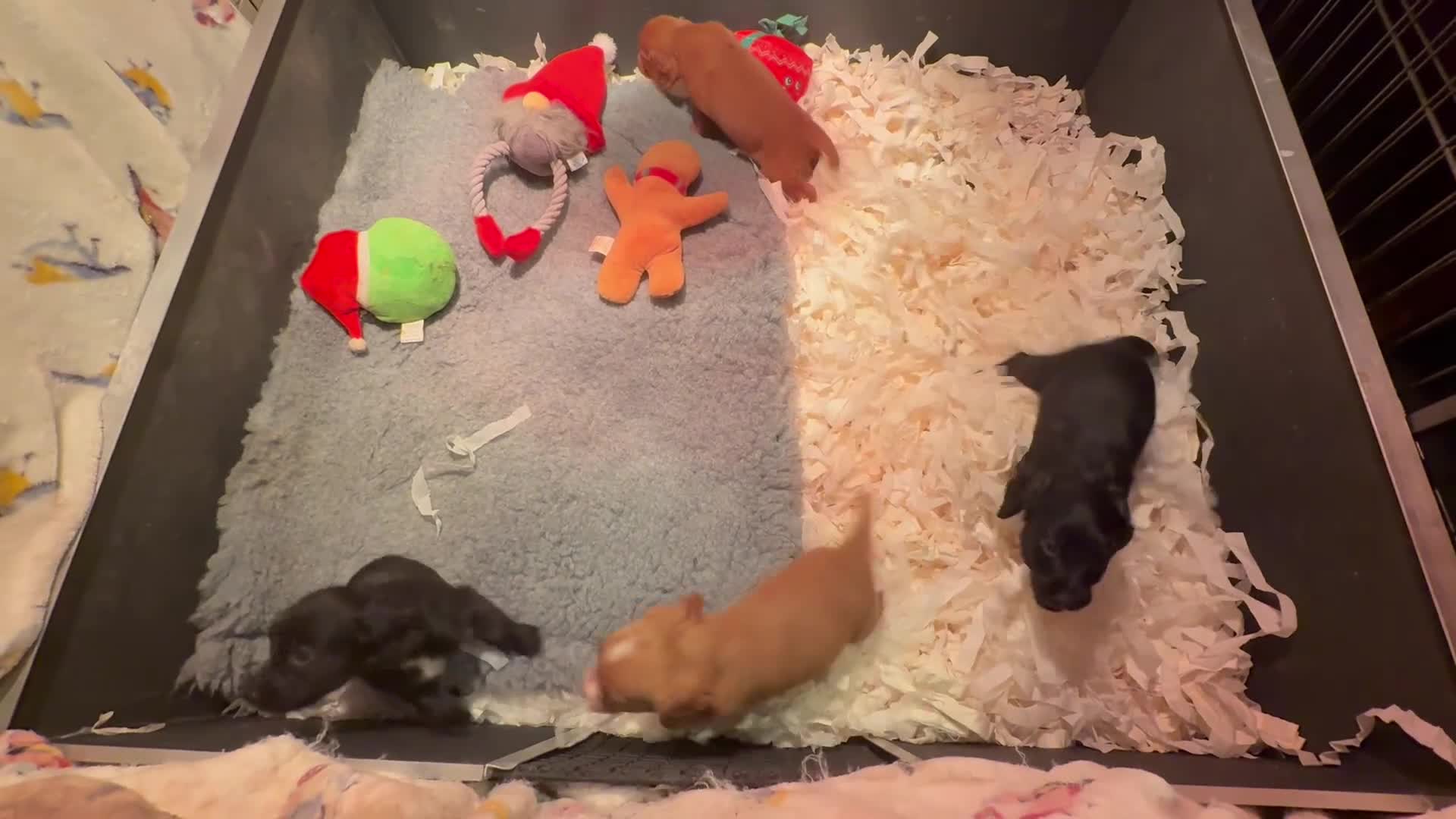 Cocker Spaniel dogs for sale: Working Cockerspaniel Pups  - Video 2