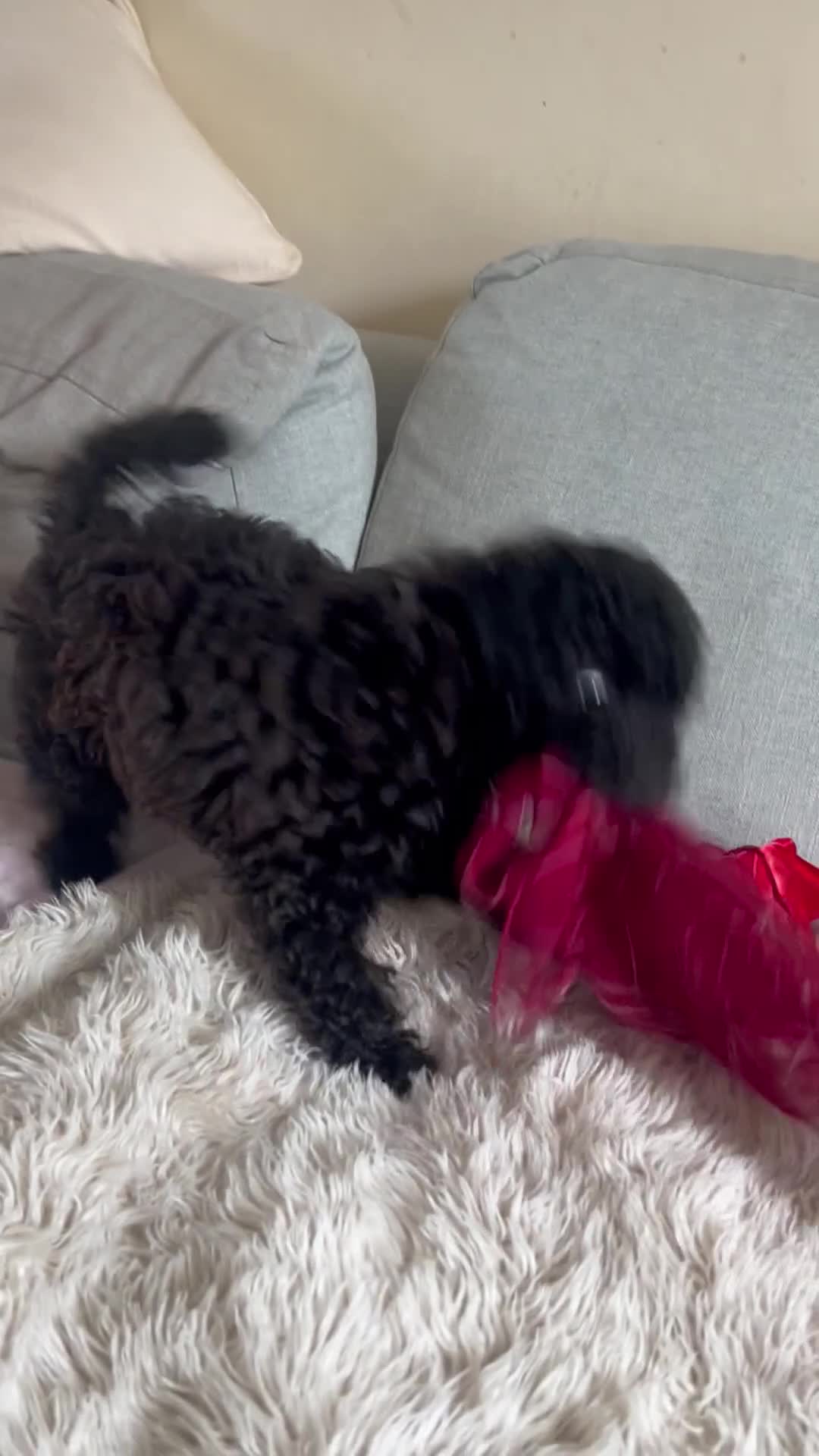 Cavapoo dogs for sale: Beautiful F1BB Cavapoo Girl - Video 1