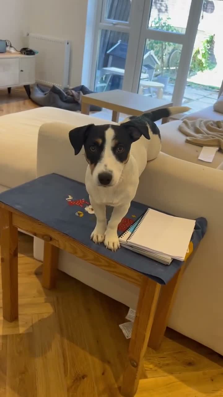 Jack Russell dogs for sale: 2-year-old cute Jack Russell in London - Video 2