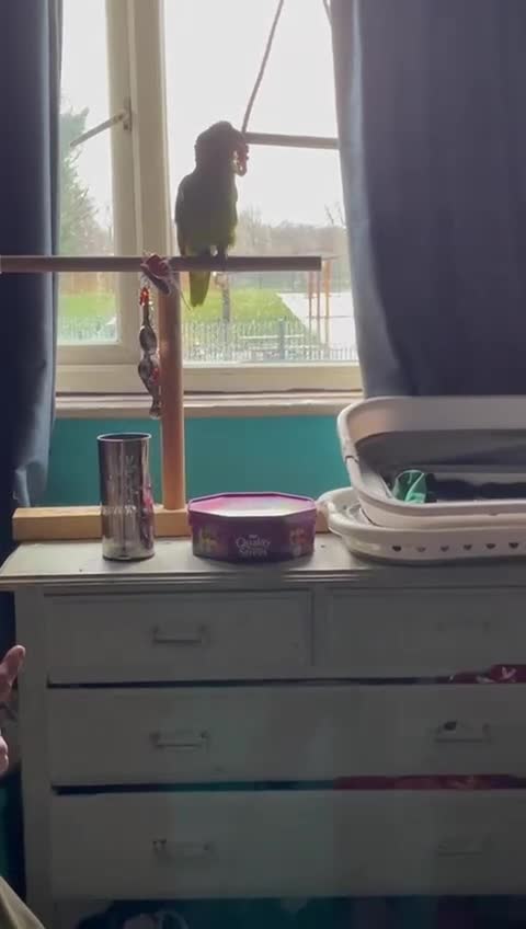 Parrots birds for sale: Beautiful blue front Amazon  - Video 1