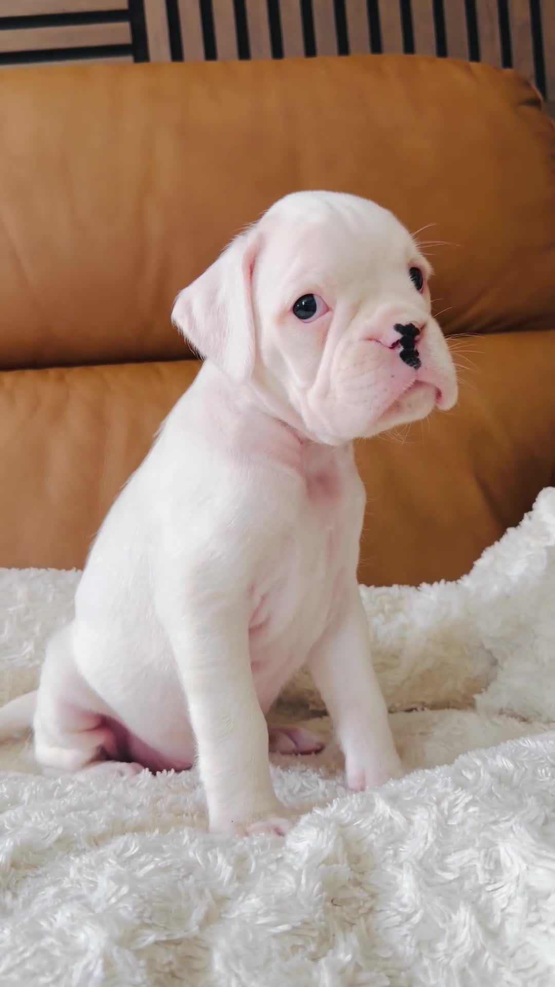 Boxer dogs for sale: Kc Beautiful white girl boxer puppy   - Video 1