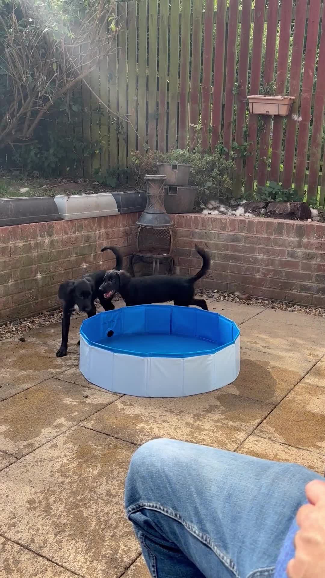 Mixed Breed dogs for sale: Cocker spaniel cross border collie pups  - Video 1