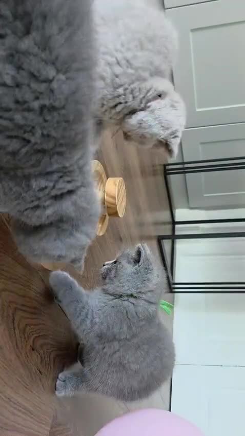 British Shorthair cats for sale: 🧸Teddy Bear Lilac/Blue British Shorthair Kittens✨ - Video 2