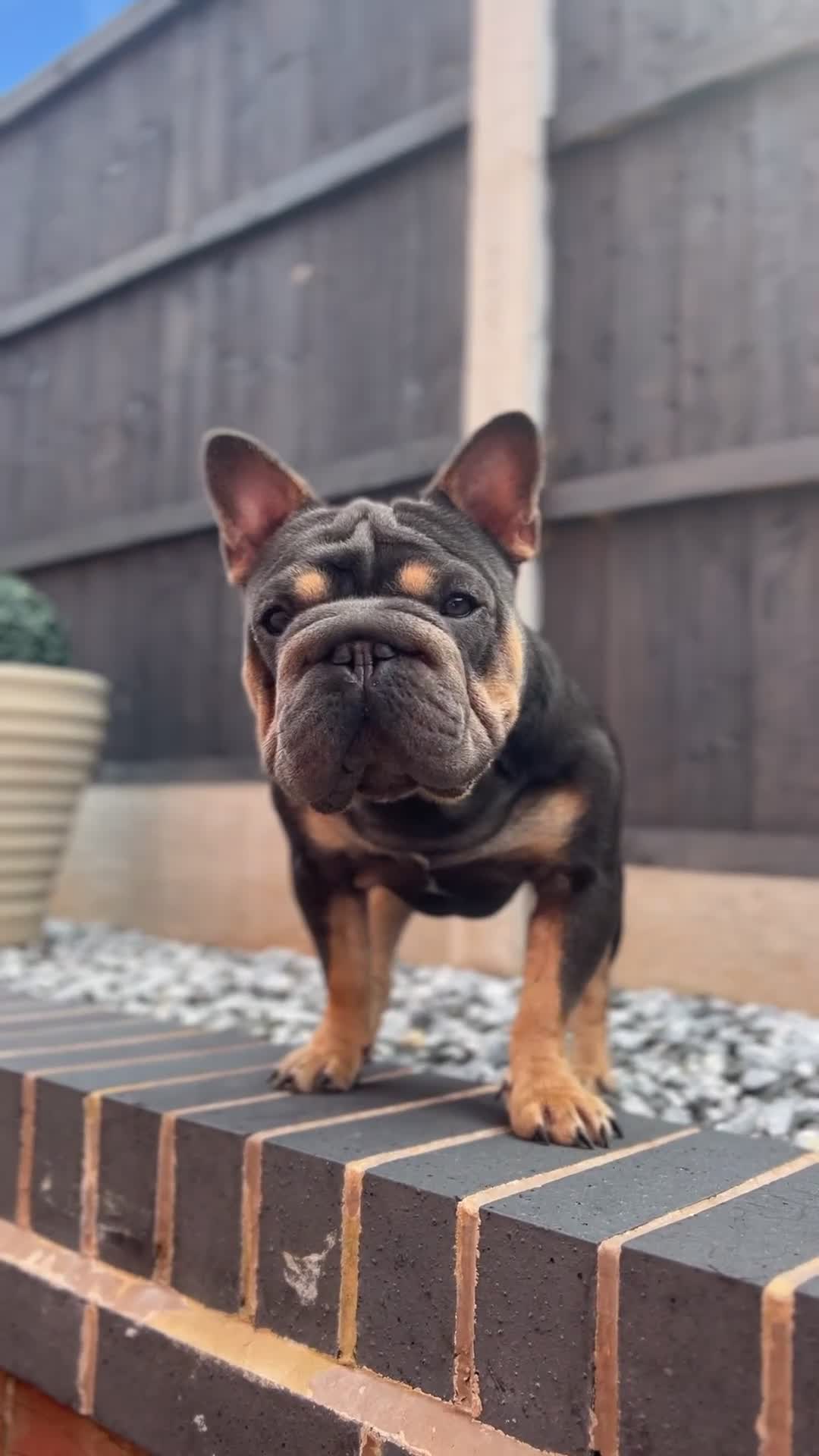 French Bulldog dogs for stud:  **  French Bulldog Stud - Video 1