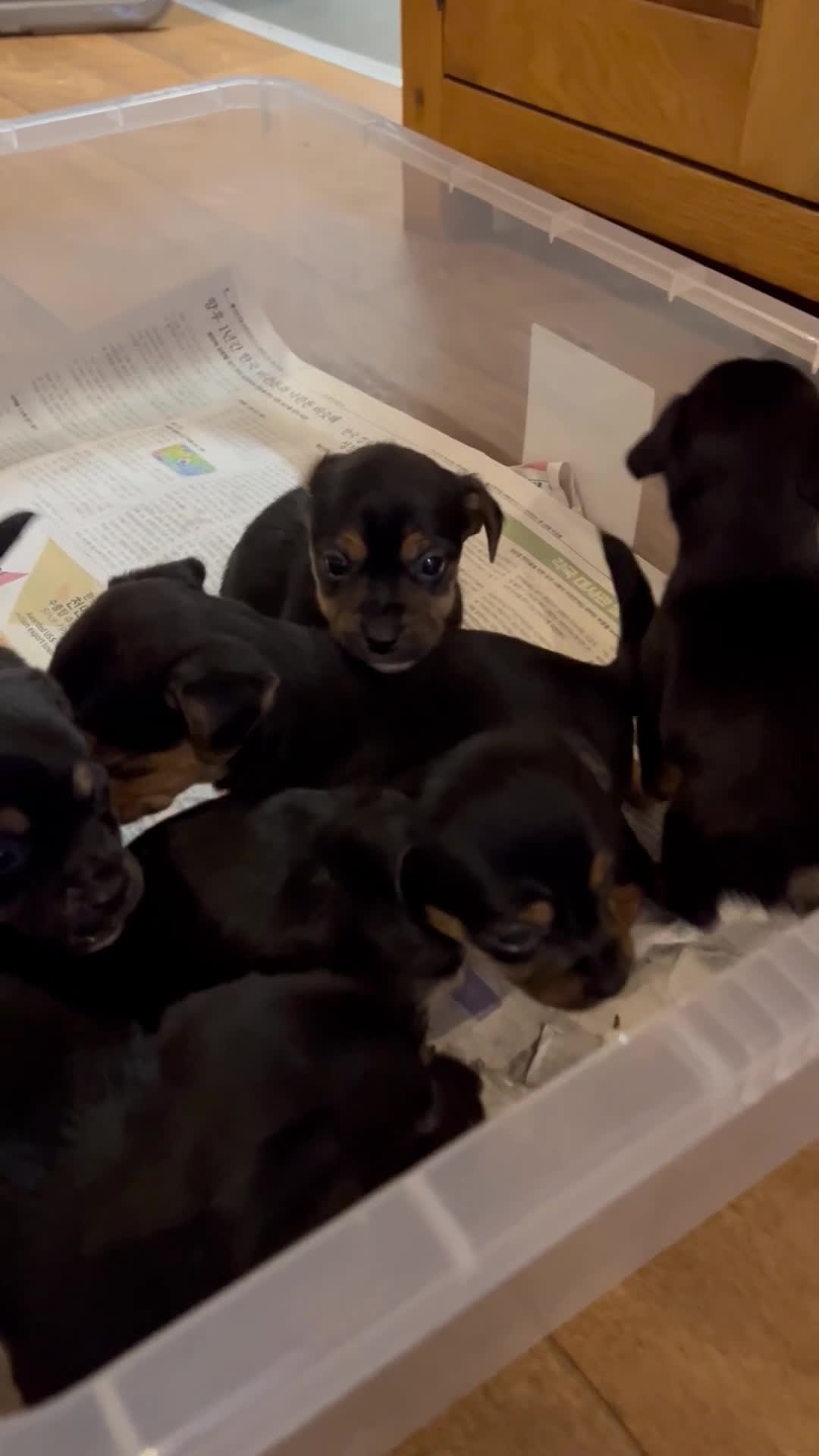 Jack Russell dogs for sale: Gorgeous tri Jack Russel Puppies  - Video 1