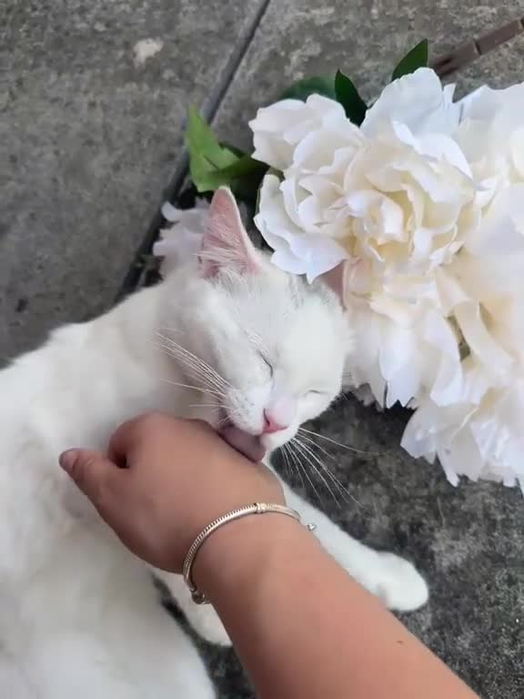 Scottish Fold cats for stud: 🐾 STUD SERVICES AVAILABLE – DOBBY OR CYCLOPS 🐾 - Video 1