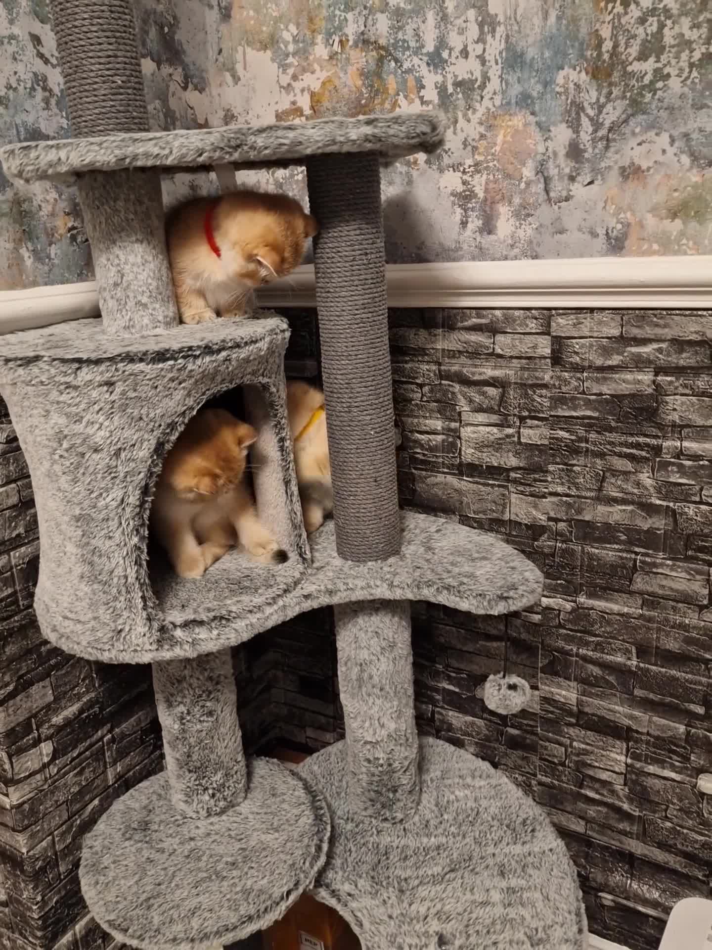 British Shorthair cats for sale: Stunning British shorthair Golden Chinchilla - Video 3