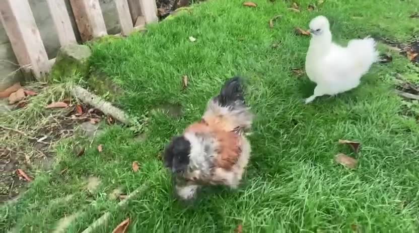 Chickens poultry for sale: Pure bred Silkie cockerel - Video 2