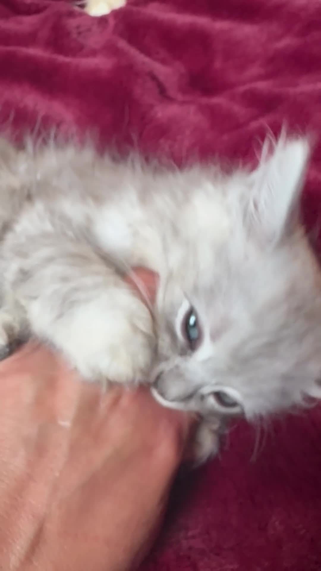 Mixed Breed cats for sale: Persian chinchilla x ragdoll boy (reduced)  - Video 1