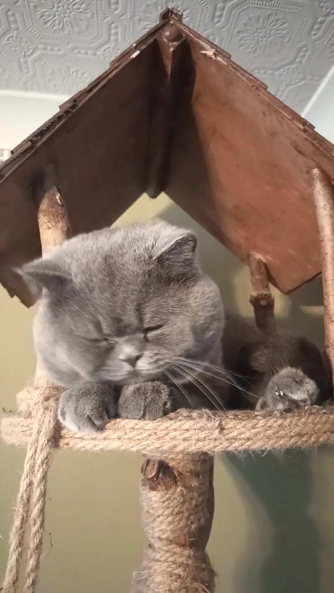 British Shorthair cats for sale: Gimli 2 yr Male BSH cross  - Video 1