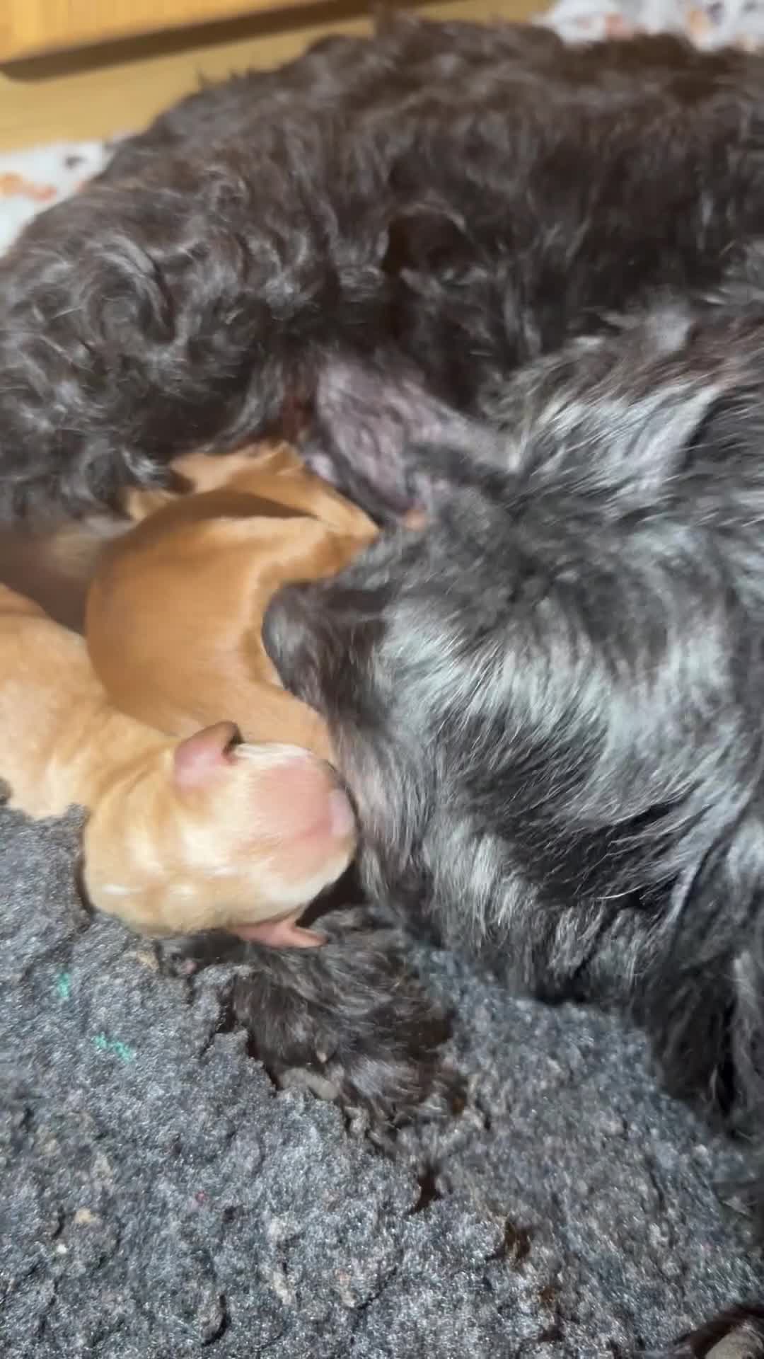 Shihpoo dogs for sale: Three Gorgeous Shihpoo Puppies 🐶🐶🐶🐾🐾🐾❤️❤️❤️ - Video 2