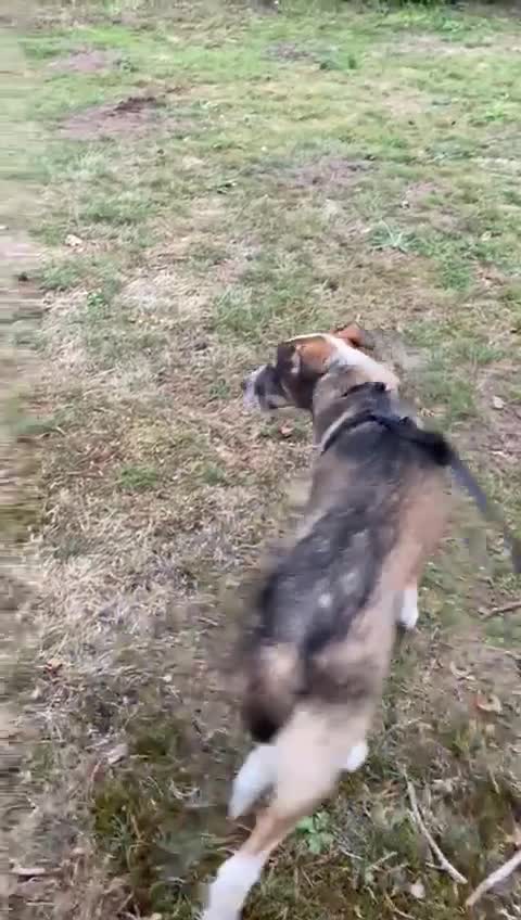 Mixed Breed dogs for adoption: Meet DAVE - a Lovely young boy, for a Loving Home - Video 1