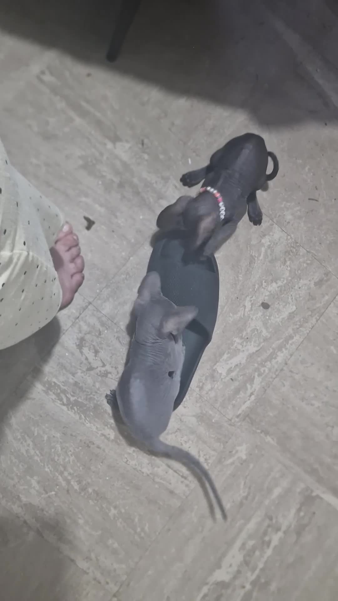 Sphynx cats for adoption: Sphinx 3 boys💙 1girl🩷 - Video 1