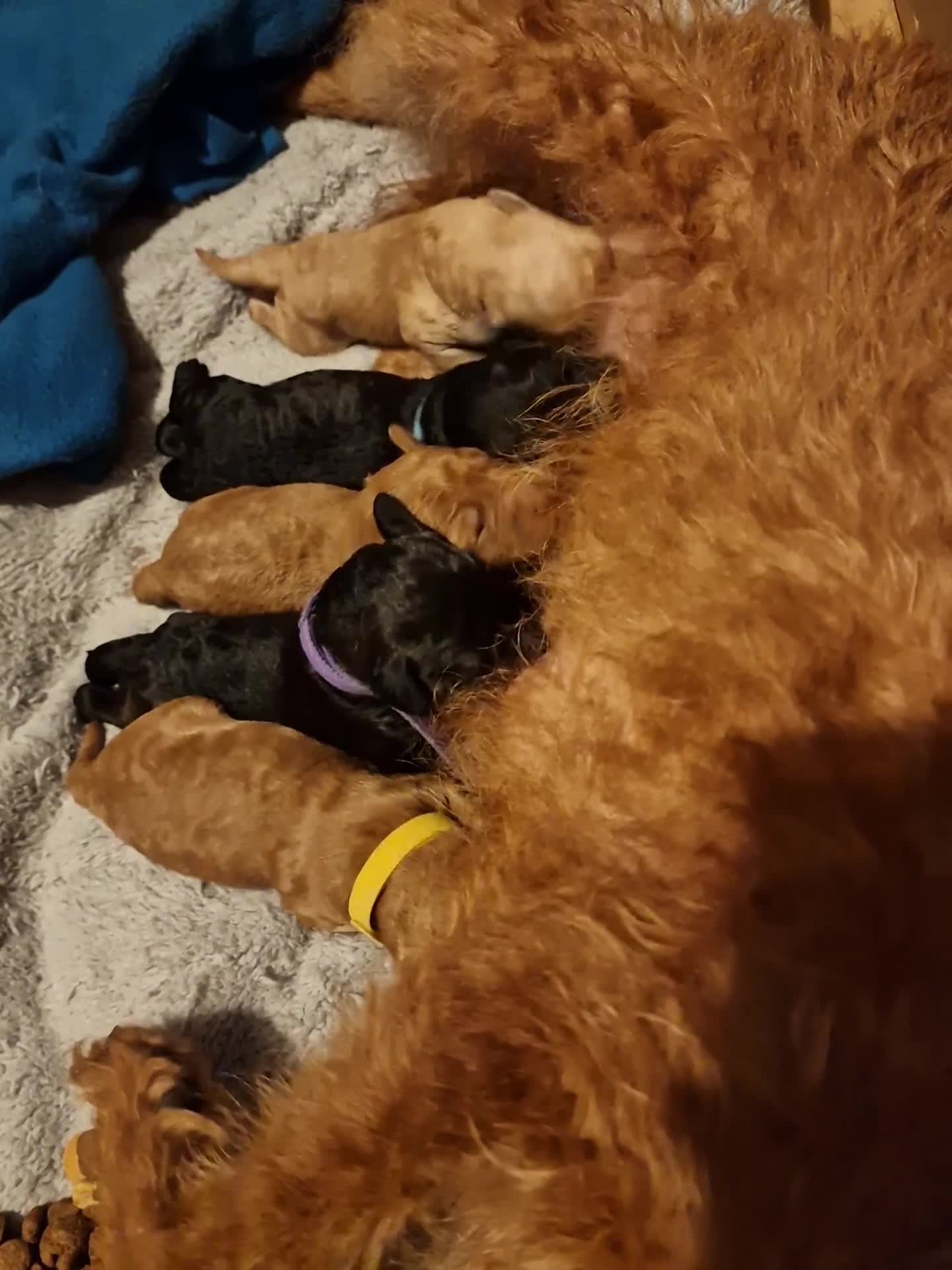 Jackapoo dogs for sale: Beautiful F1B jackapoo puppys  in Wimborne - Video 1