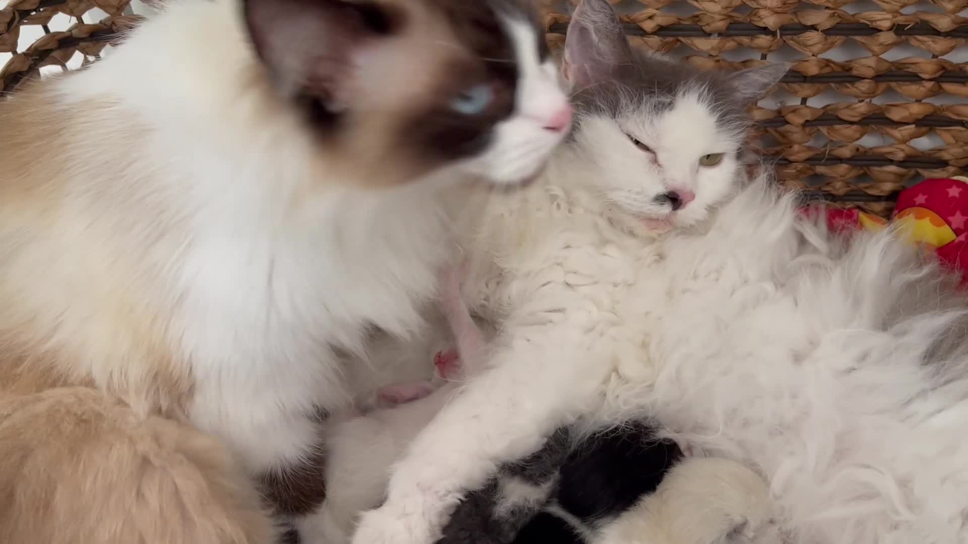 Ragdoll cats for sale: Child Friendly Ragdoll and Ragdoll Cross Kittens  - Video 1