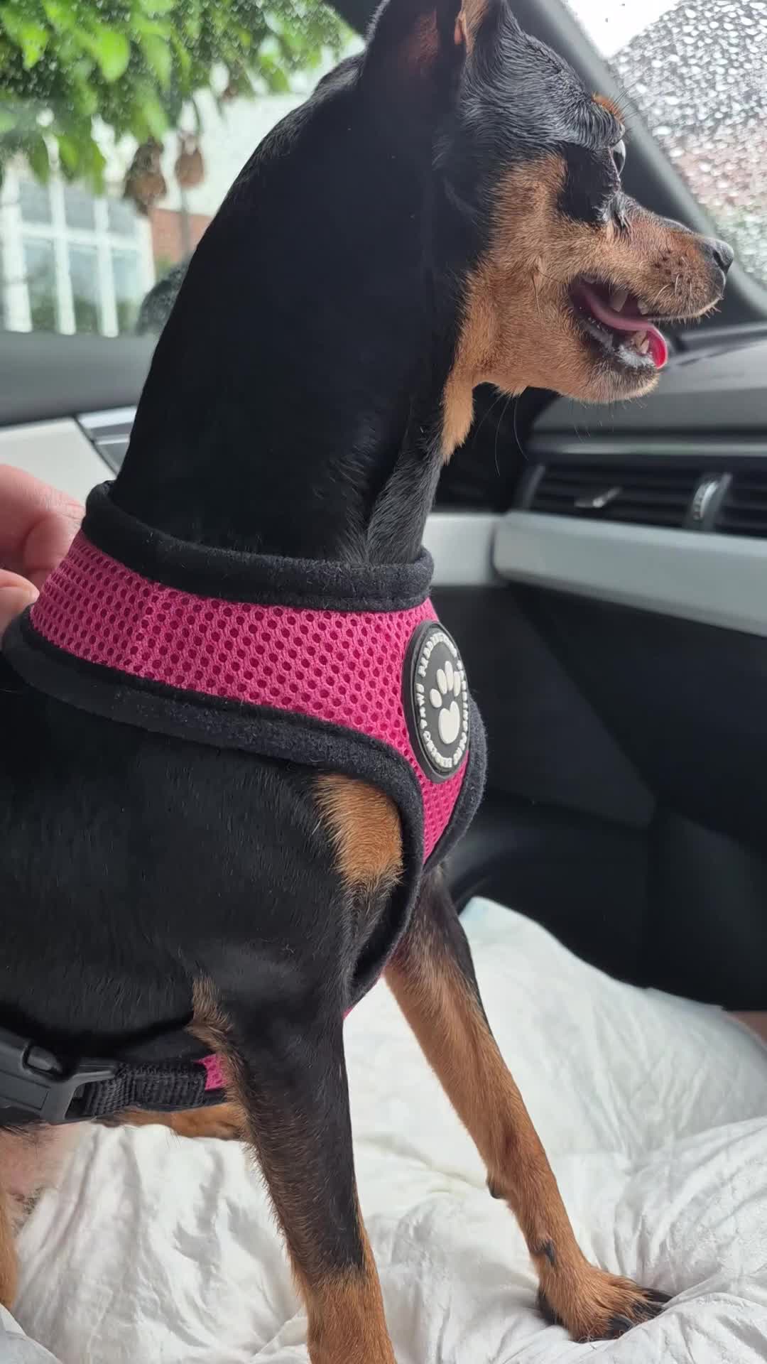 Miniature Pinscher dogs for sale: 4 Kc Registered Mini Pinschers  - Video 1