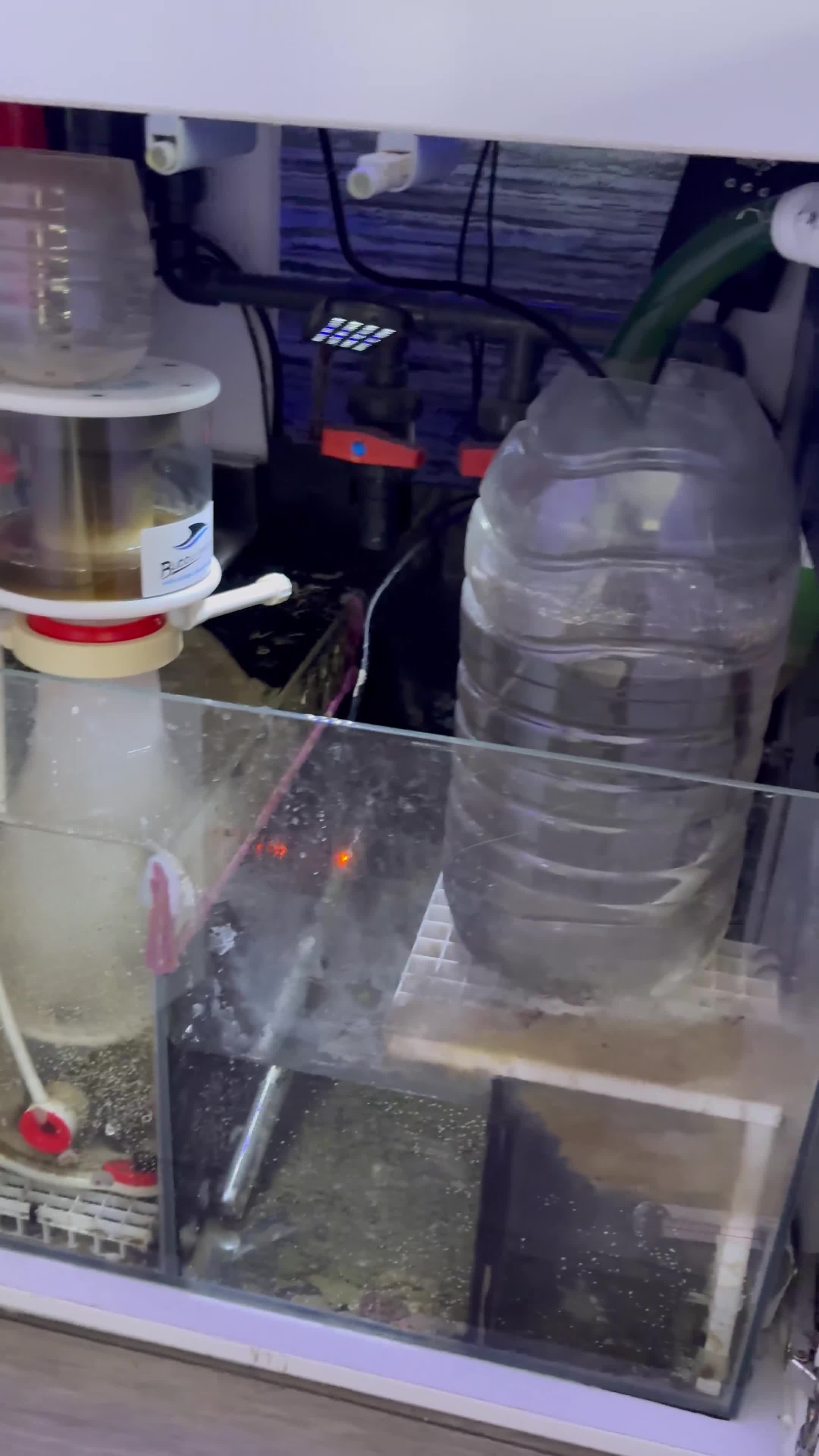 Other/Mixed Breed fish for sale: 120L Fully established Tropical fish tank in Manchester - Video 1