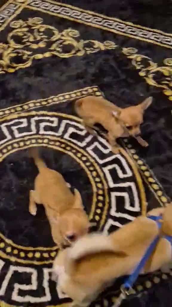 Chihuahua dogs for sale: 2 chihuahua boys - Video 1