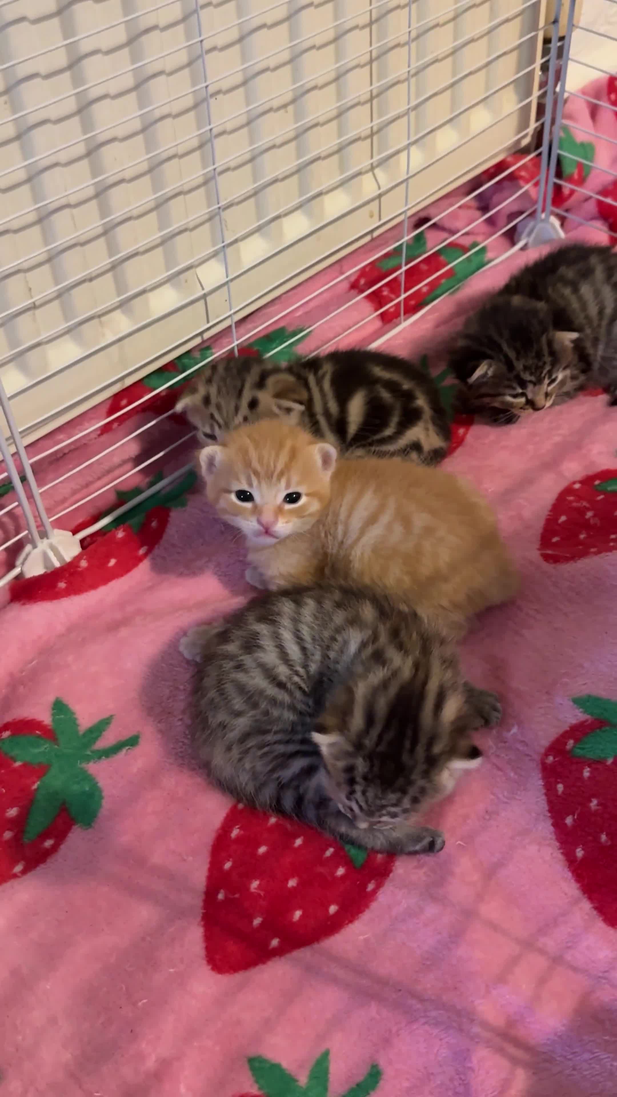 Mixed Breed cats for sale: 5 gorgeous mixed breed kittens for sale 🐈  - Video 1