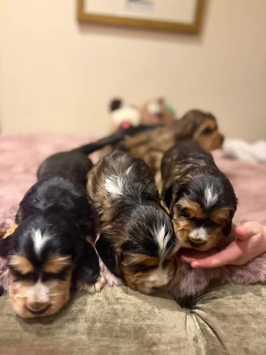 Cocker Spaniel dogs for sale: Stunning sable show cocker puppies in Kendal - Video 1