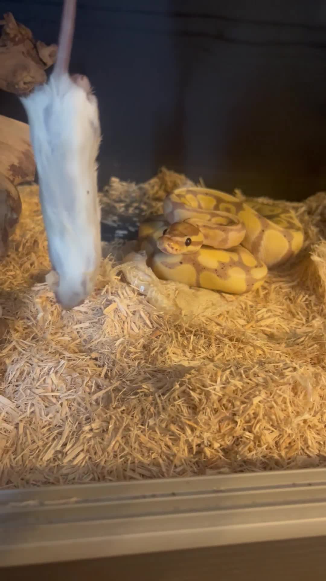 Python Snake reptiles for sale: Ball python with set up  - Video 1