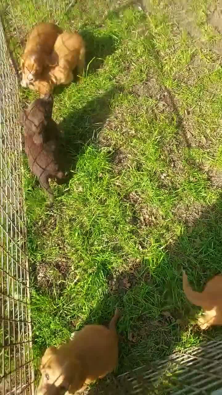 Cocker Spaniel dogs for sale: Health tested cocker spaniel puppies - Video 2