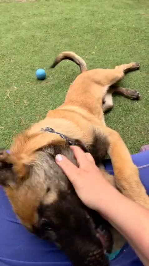 Belgian Shepherd Dog dogs for sale: KC Reg Belgian Shepherd Malinois pups for sale in Newport - Video 4