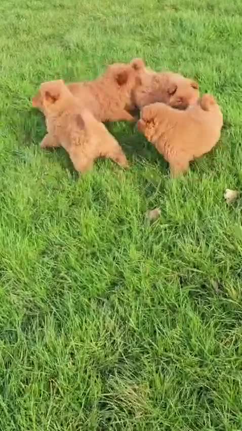 Chow Chow dogs for sale: Cantonese chow chow in Birmingham - Video 1