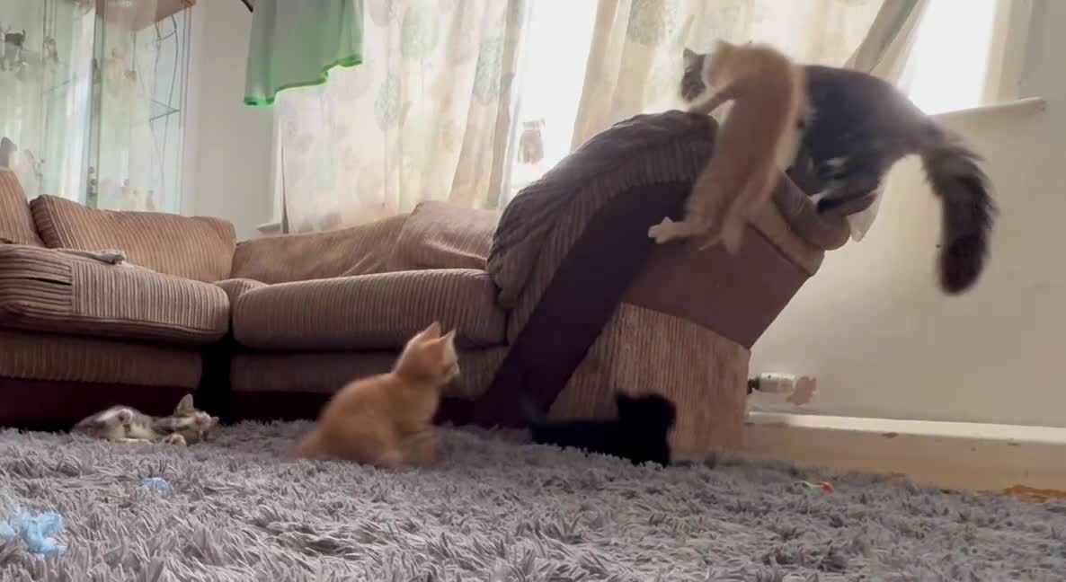 Mixed Breed cats for sale: BSH x Maine coon kittens (various prices) - Video 1