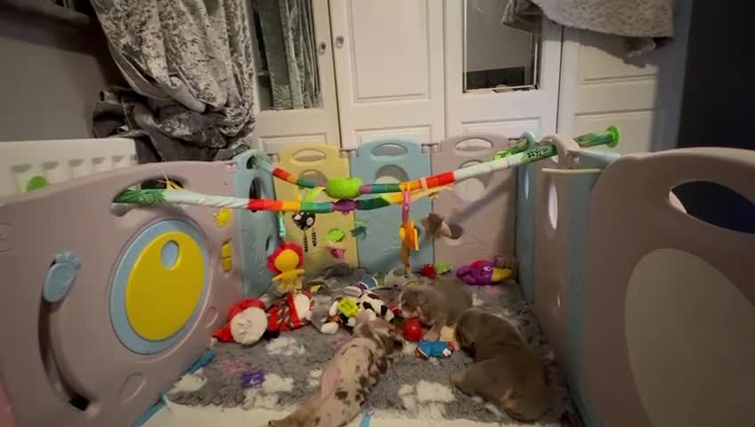 English Bulldog dogs for sale: English Bulldog Pups Fully health Tested Parents  - Video 2