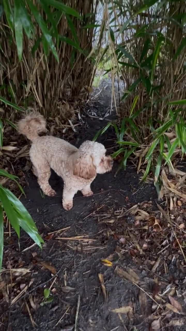 Cavapoo dogs for stud: Rio – Proven F1 Cavapoo Stud | DNA Health Tested - Video 1