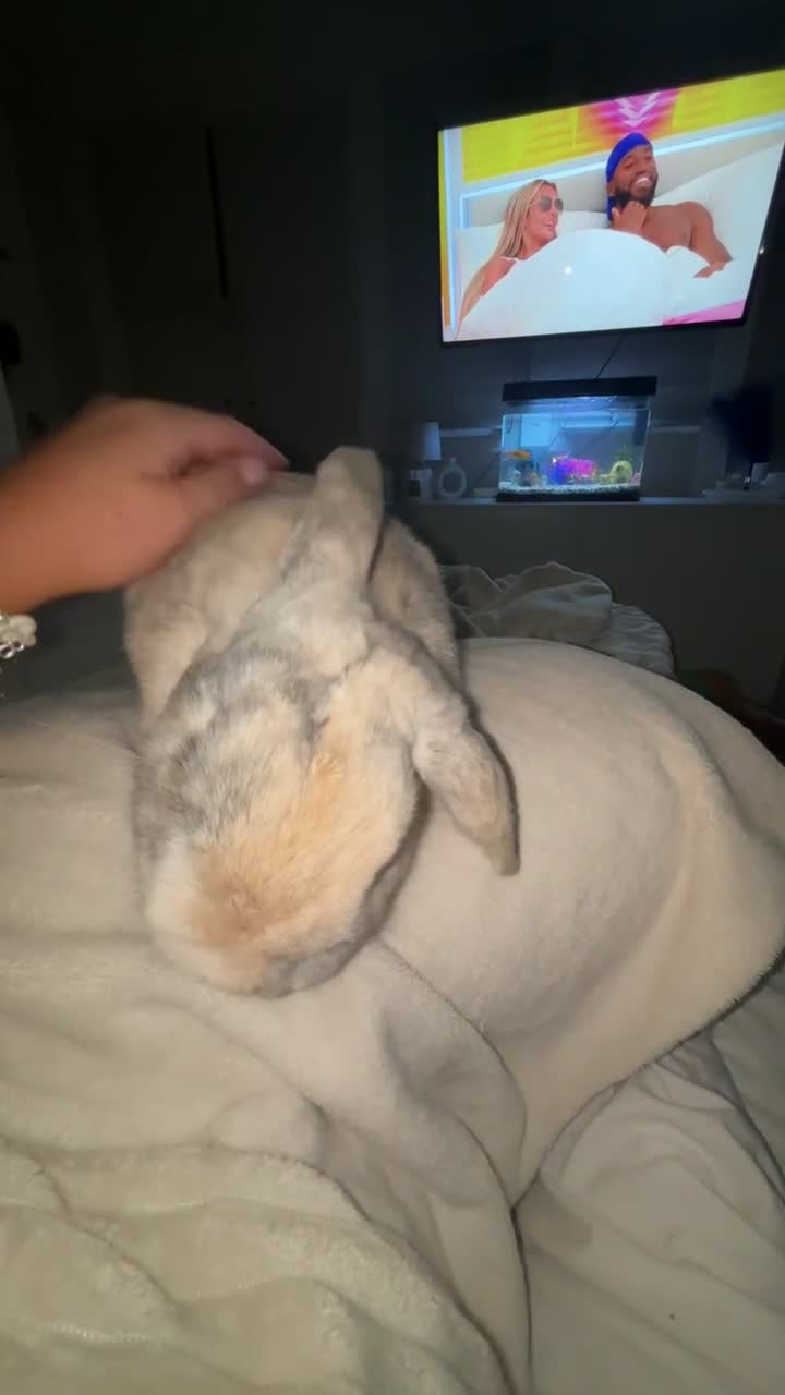 Mini Lop rabbits for sale: Reggie mini lop male 2 years old almost  - Video 1