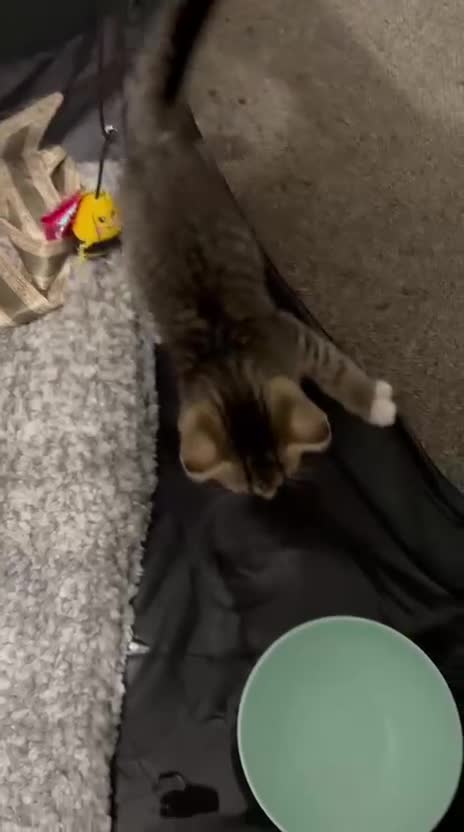 Ragdoll cats for sale: Ragdoll x kittens ready now in Bexhill-on-Sea - Video 1