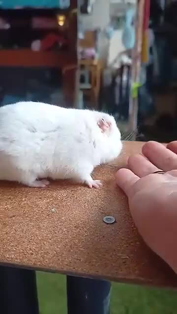 Hamster rodents for sale: ❤❤❤  BABY SYRIAN HAMSTERS ❤❤❤ - Video 5
