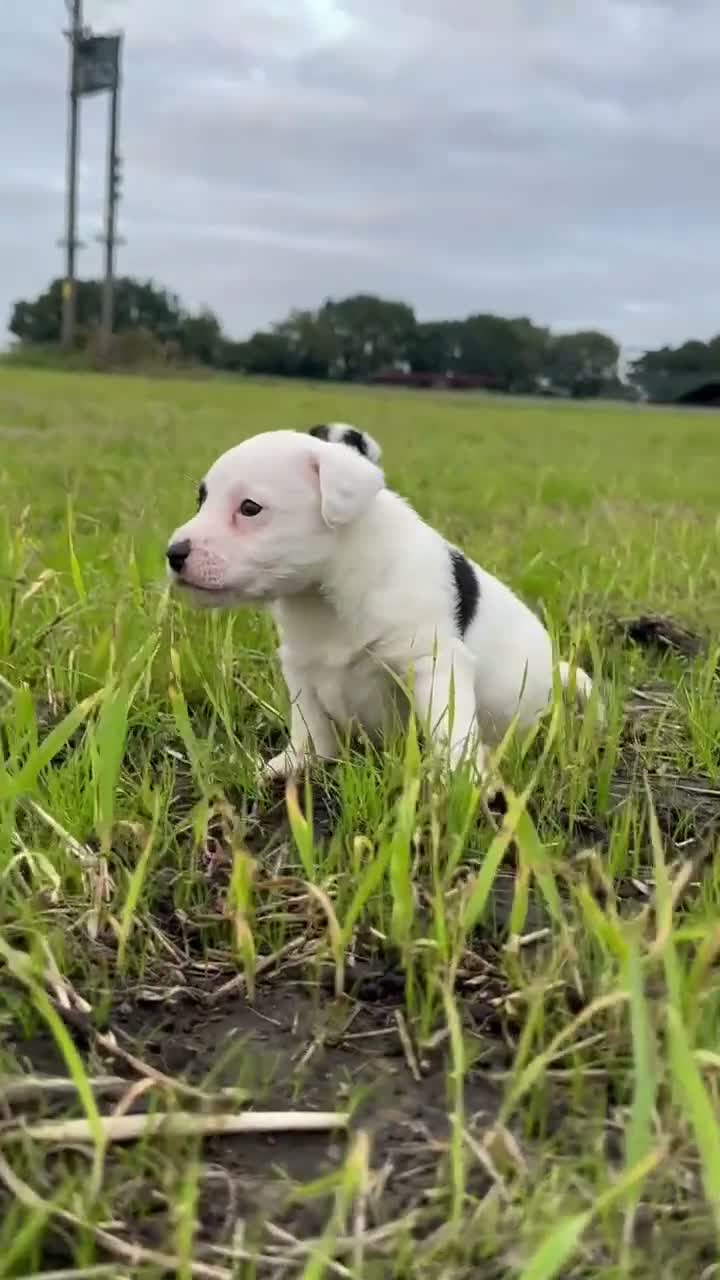 Mixed Breed dogs for sale: Adorable terrier pups  - Video 1