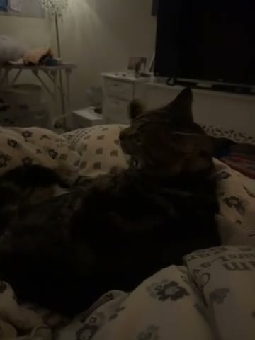 British Shorthair cats for sale: Dobby  - Video 1