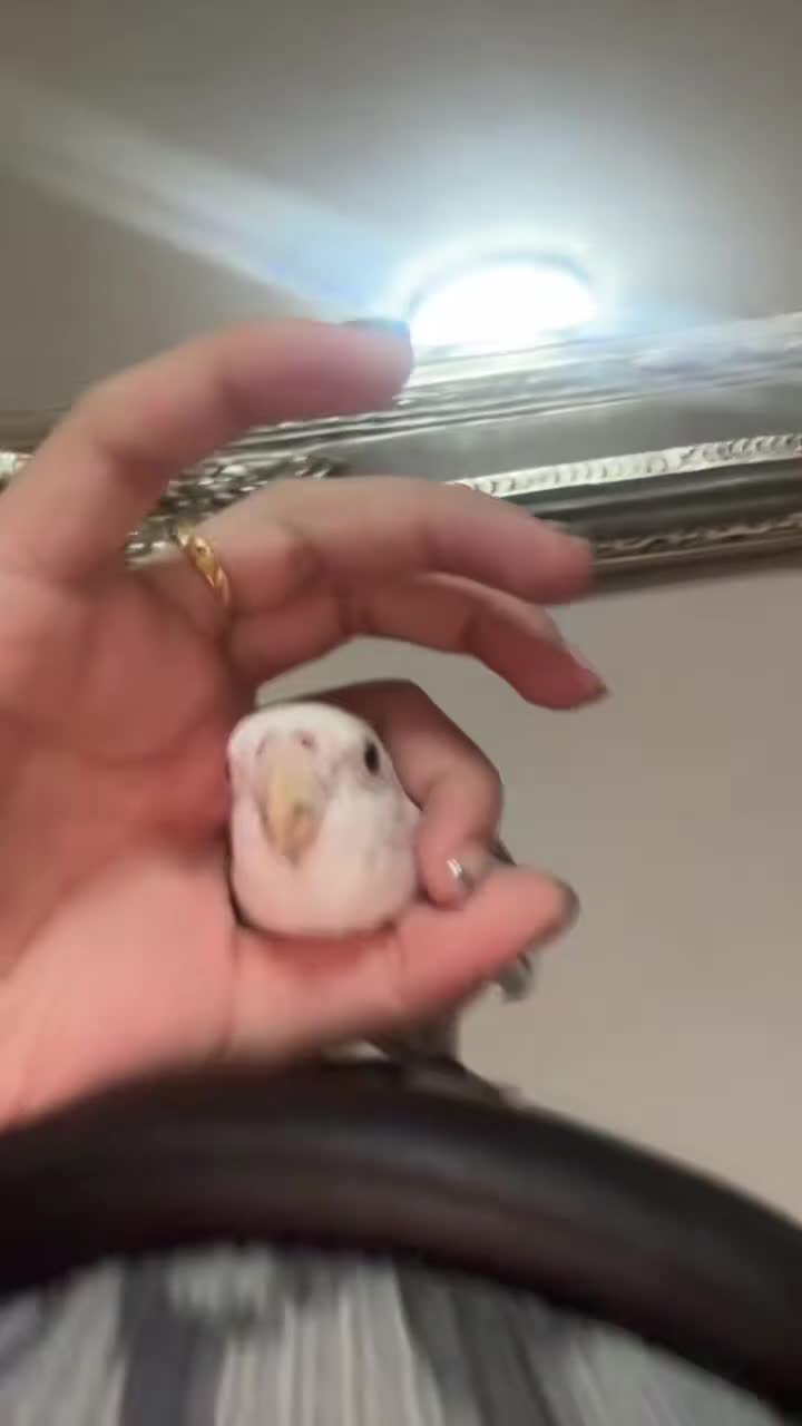 Cockatiels birds for sale: Tame Silly Male Cockatiel - Video 2