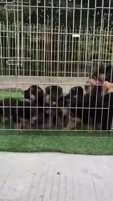 German Shepherd dogs for sale: 🐾🖤 Top-Quality Purebred German Shepherd Puppies - Video 1