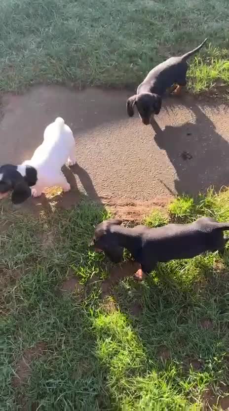 Miniature Dachshund dogs for sale: REDUCED Venus Rocket and Comet piebald dachshunds  - Video 1