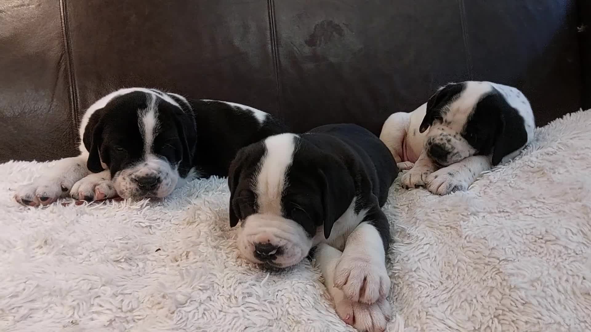 Mixed Breed dogs for sale: Adorable Bernard dane puppies for sale! in Doncaster - Video 1