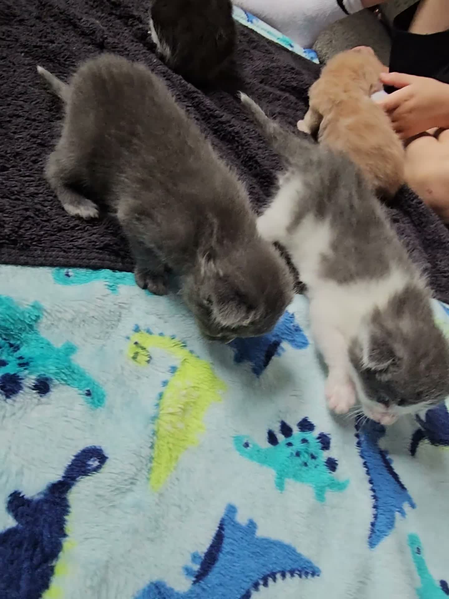 Mixed Breed cats for sale: One grey calico cross bsh kitten  - Video 1