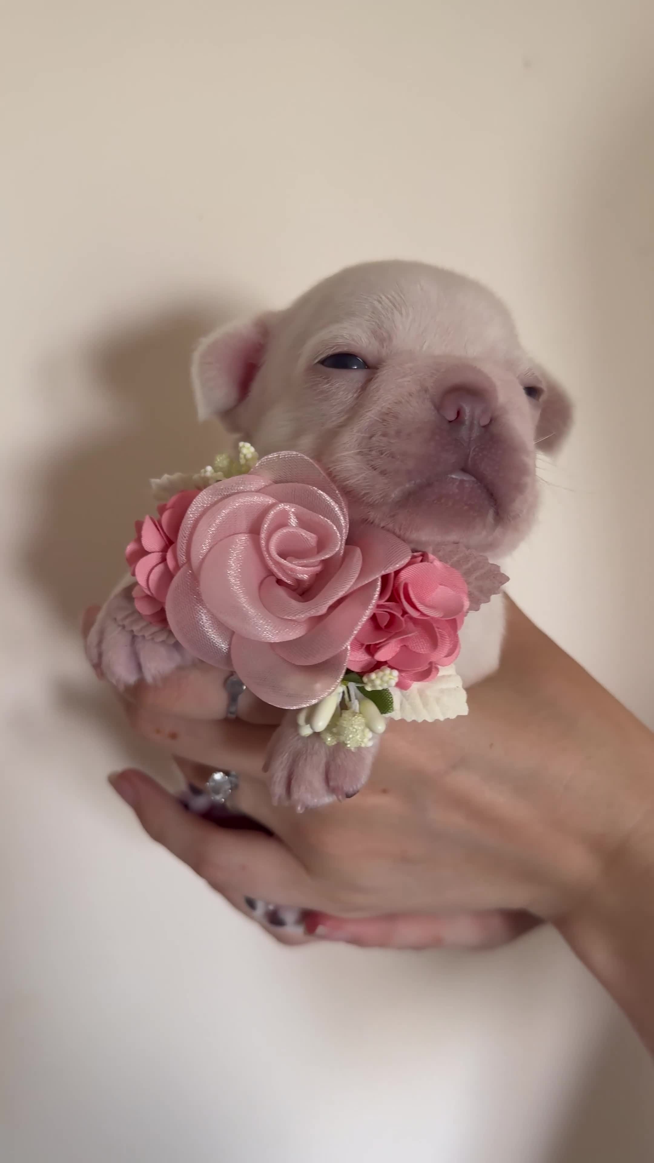 French Bulldog dogs for sale: Stunning platinum and lilac fawn boys and girls - Video 2