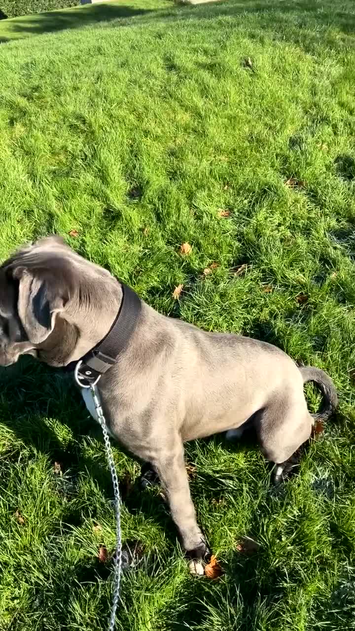 Cane Corso dogs for sale: ICCF Registered Cane Corso in Oldham - Video 4