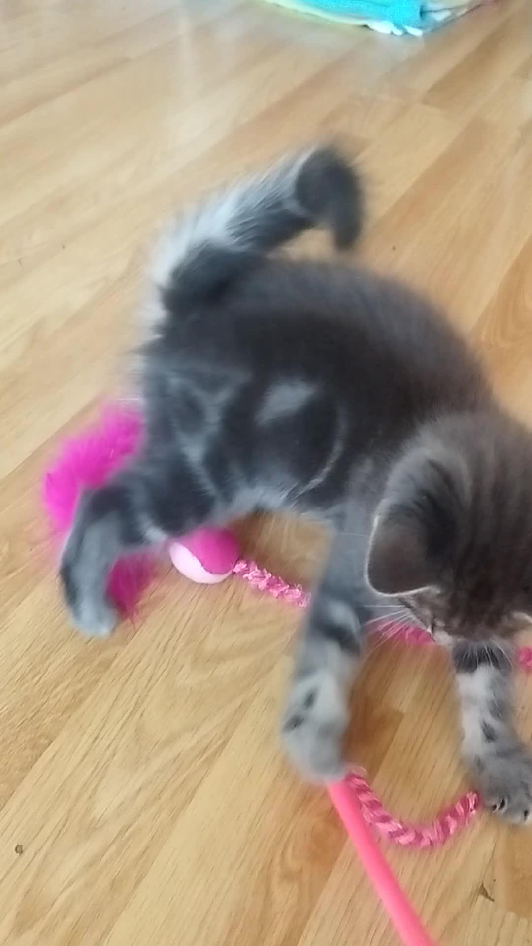 Mixed Breed cats for sale: Kitten for sale 🩷🩷 sweet girl  - Video 1